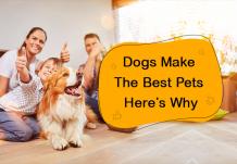 Dogs Make The Best Pets – Ourpetwarehouse