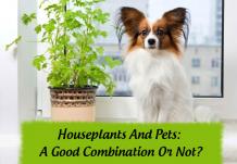 Houseplants & Pets: Good Combination Or Not | Ourpetwarehouse