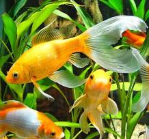   		Ornamental Fish Market 2019: User Demand, Top Brands, Emerging Trends, Tremendous Growth, Investment Feasibility, Challenges, Future Prospects, Impressive Development &#038; Forecast 2025 &laquo; 		MarketersMEDIA &#8211; Press Release Distribution Services &#8211; News Release Distribution Services	
