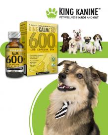 CBD Benefits for Dogs