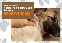 Know More About Your Pet’s Biggest Enemy | National Heartworm Awareness Month