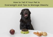 How to Tell If Your Pet is Overweight and Tips to Manage Obesity