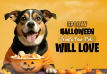 halloween-pet-treat