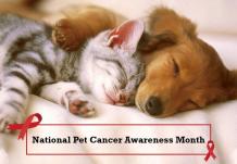 National Pet Cancer Awareness Month- PetCareClub