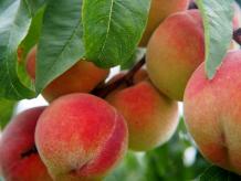 Share4all &raquo; Food &raquo; 9 Amazing Benefits of Peach