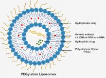 PEGylated Liposomes - BOC Sciences