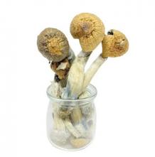  How To Win Friends And Influence People with Shrooms Canada - Packing Box Price 