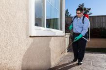 Advantages of Hiring Professional Pest Control in Brampton