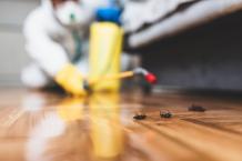 Top 5 Pest Control Ideas for Homes!