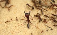 ant control, ant control In South Jersey