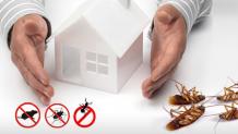 Pest Control Sydney, Pest treatments, Inspection, pest protection | A. Noble Pest Control