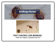 bed bugs control service in Delhi