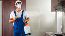 Get peace of mind by hiring professionals for pest control in Windsor