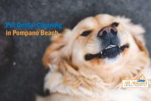 Looking For A Vet Who Does Pet Dental Cleaning?