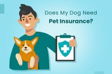 Understanding Pet Insurance: A Complete Guide for Dog Parents