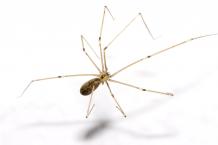 Spiders - Frequently Asked Questions | Pest Quit