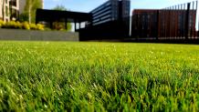 What Should I Do If My Artificial Grass Is Old?