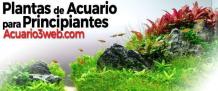 PLANTAS de ACUARIO para Principiantes ჱ 2019 |▷ Acuario3web.com
