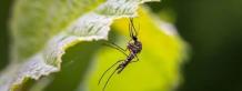 15 Plants That Repel Mosquitoes : Gardening Mantras