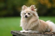 Pomeranian - Facts & Information | mywagntails