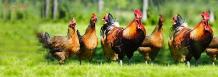 Poultry Farming and Poultry Machines
