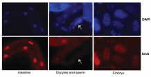 Preliminary Analysis Service of 6mA in C. elegans - Creative Biogene