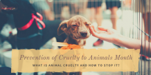 Prevention of Cruelty to Animals Month: What Is Animal Cruelty &amp; How To Stop It?