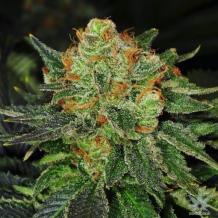 Bubblegum Strain | Buy Cannabis Bubblegum Seeds Online