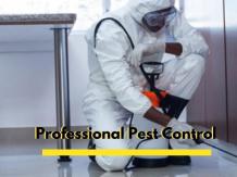 Best Tips To Choose Professional Pest Control Solution in Hammonton