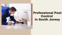 Services Offered by Professional Pest Control in South Jersey &#8211; Pest Management Services