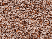 Organic Psyllium Seeds Manufacturers, Suppliers &amp; Exporters