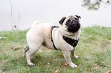 Pug - Facts & Information | mywagntails