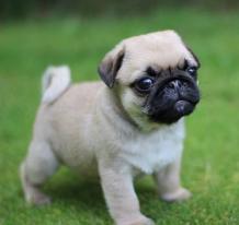 Purchase Waaba-Pugs Puppy - Pug Puppy - Waabapugs