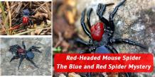 Red-Headed Mouse Spider: The Blue And Red Spider Mystery