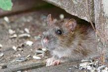 Rodent Control in Naperville