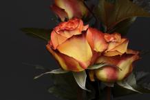 7 Amazing Rose Petals Uses You Didn’t Know About - SPEORA LIFE