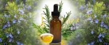 All About Rosemary Essential Oil &#8211; Pure Oils India 