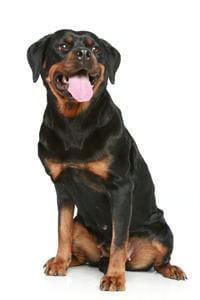German Shepherds for Sale in Lucknow: A Loyal, Intelligent Companion