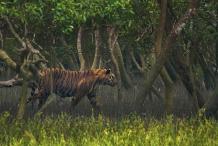 Royal Bngal Tiger as seen in Sundarban