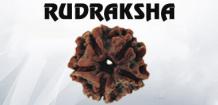 Buy Rudraksha on Rashi Ratan Jaipur