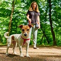 Pet Shop in Lucknow | Pet store in Lucknow - LaPet India