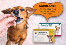 Sarolaner – An Effective Flea and Tick Remedy For Dogs