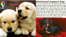 Register your emotional support dog - PDSC