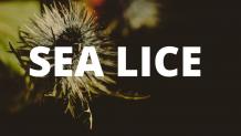 Sea Lice: Meaning, Symptoms, Causes, Treatment, Prevention