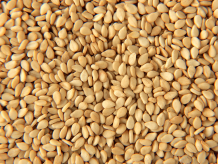 Natural/Organic Sesame Seeds Manufacturers, Suppliers &amp; Exporters