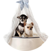 AirPets | International Pet Relocation Services India| Pet Relocation to India| Pet Transport Services