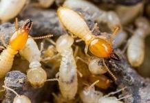 Termite Pest Control Services Delhi NCR