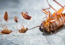 Cockroach Pest Control Services Delhi NCR