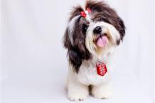 Shih Tzu - Facts & Information | mywagntails