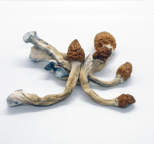 Do Penis Envy Mushrooms Really Work? -